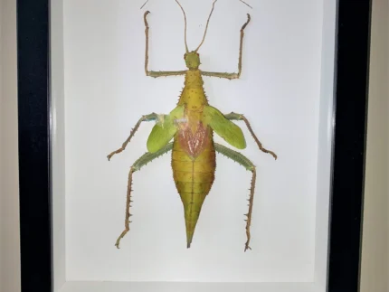 Thorny Leaf Insect Framed