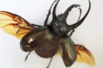 Three-Horned Rhino Beetle Framed