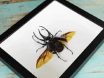 Three-Horned Rhino Beetle Framed