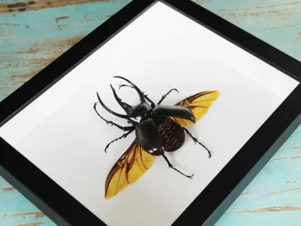 Three-Horned Rhino Beetle Framed