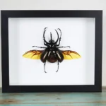 Three-Horned Rhino Beetle Framed
