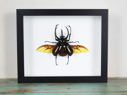 Three-Horned Rhino Beetle Framed