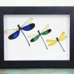 Triplet Damselfly in a Frame