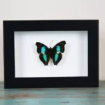 Turquoise Emperor Butterfly in a frame