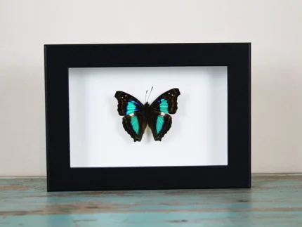 Turquoise Emperor Butterfly in a frame