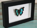 Turquoise Emperor Butterfly in a frame