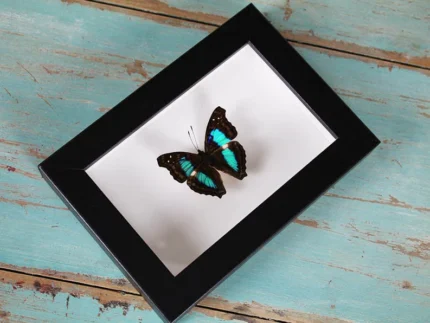 Turquoise Emperor Butterfly in a frame
