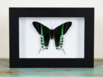 Urania-leilus-Butterfly-in-a-Frame