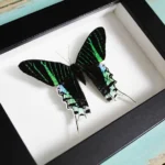 Urania-leilus-Butterfly-in-a-Frame
