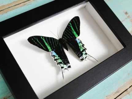 Urania-leilus-Butterfly-in-a-Frame