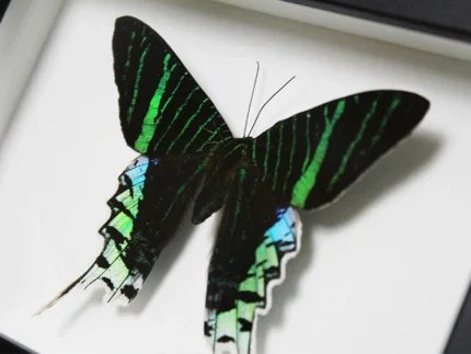 Urania-leilus-Butterfly-in-a-Frame