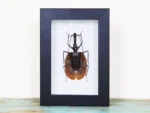Violin Beetle in a Frame