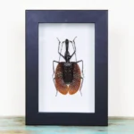 Violin Beetle in a Frame