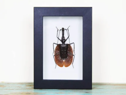 Violin Beetle in a Frame
