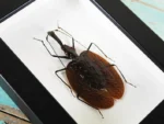 Violin Beetle in a Frame