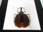 Violin Beetle in a Frame