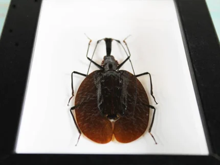 Violin Beetle in a Frame