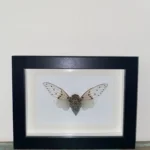 White-Ghost-Cicada-Butterfly in-a-Black-Frame