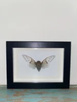 White-Ghost-Cicada-Butterfly in-a-Black-Frame
