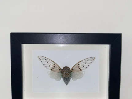 White-Ghost-Cicada-Butterfly in-a-Black-Frame