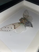 The Ethereal Ghost Cicada - Image 3