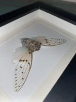 Framed Insect Art Butterflies Circada