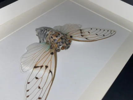 Framed Insect Art Butterflies Circada