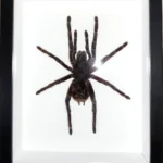 White-Striped-Tarantula-Framed