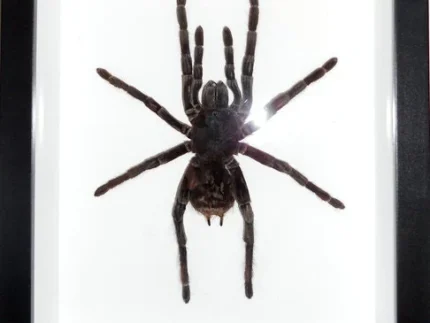 White-Striped-Tarantula-Framed