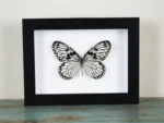 Wood nymph butterfly in a frame
