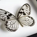 Wood nymph butterfly in a frame