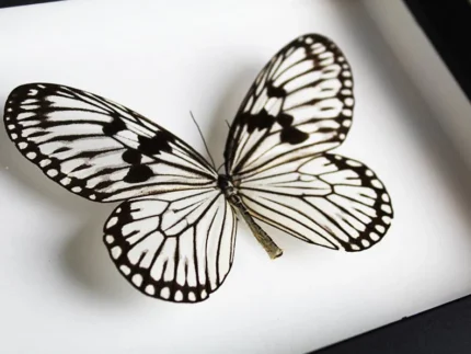 Wood nymph butterfly in a frame