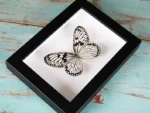 Wood nymph butterfly in a frame