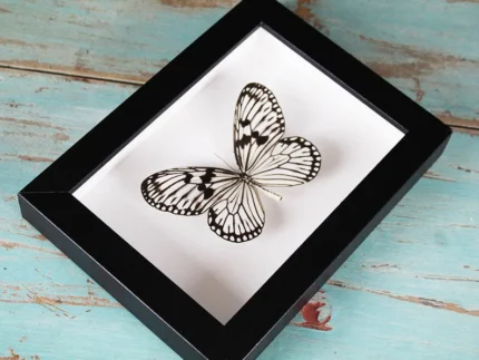 Wood nymph butterfly in a frame