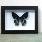 Zodiac Moth Butterfly in a Black Frame