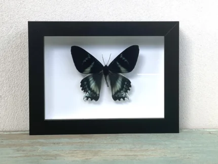 Zodiac Moth Butterfly in a Black Frame