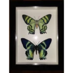 framed butterfly