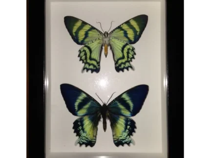framed butterfly