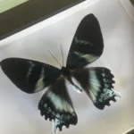 Zodiac Moth framed butterfly