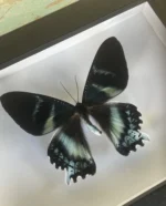 Zodiac Moth framed butterfly