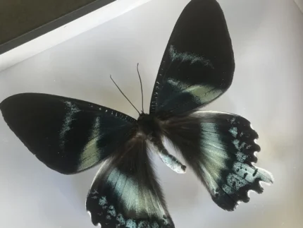 Zodiac Moth framed butterfly