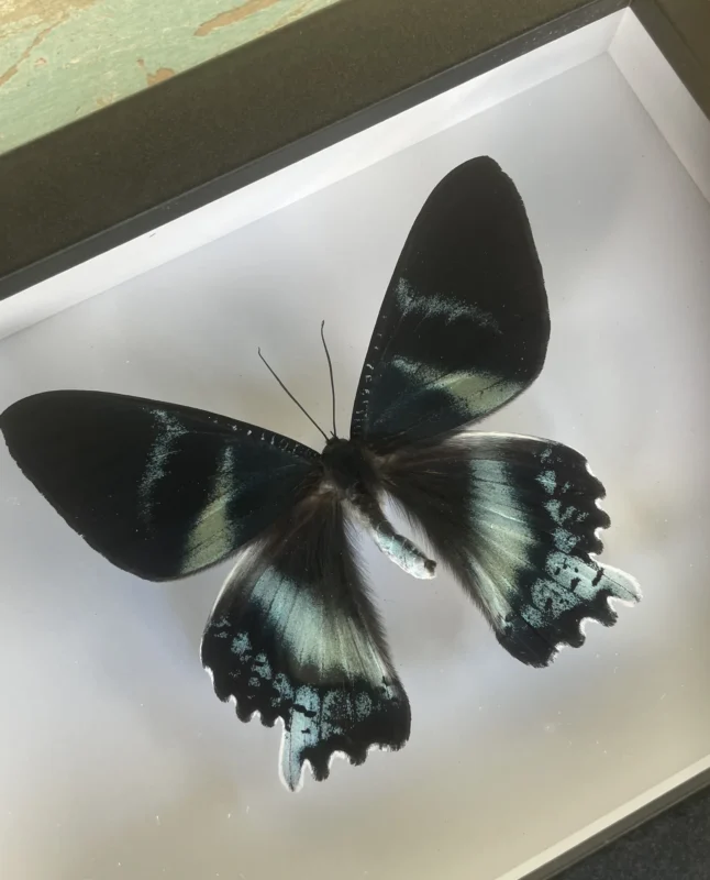 Zodiac Moth framed butterfly